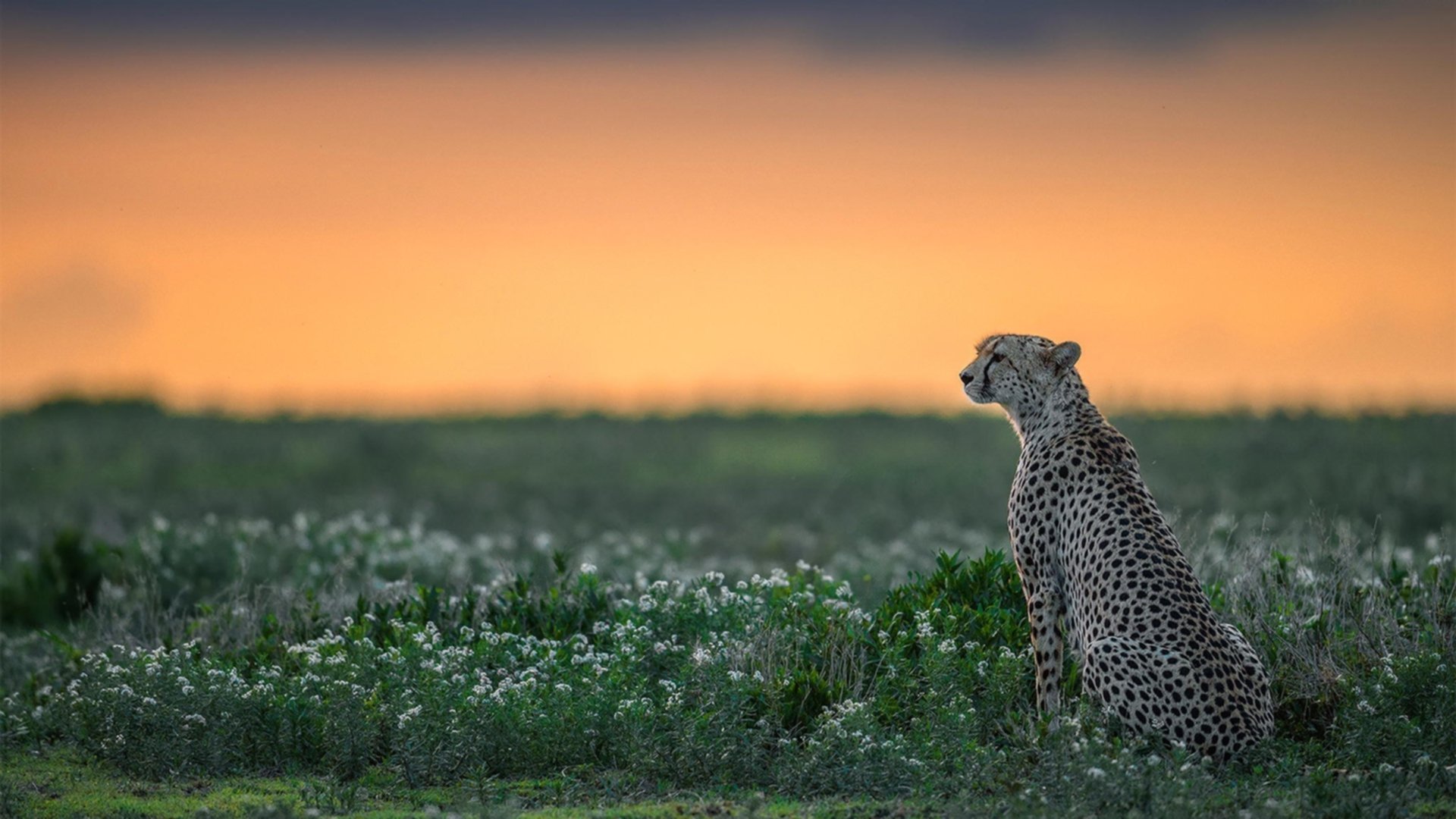 主力后卫频繁轮换是否影响整条防线默契，后卫改踢前锋的球星