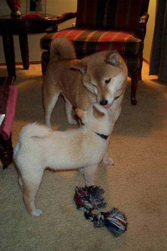 外援上场时间是否应进行总量限制，外援什么时候上场的