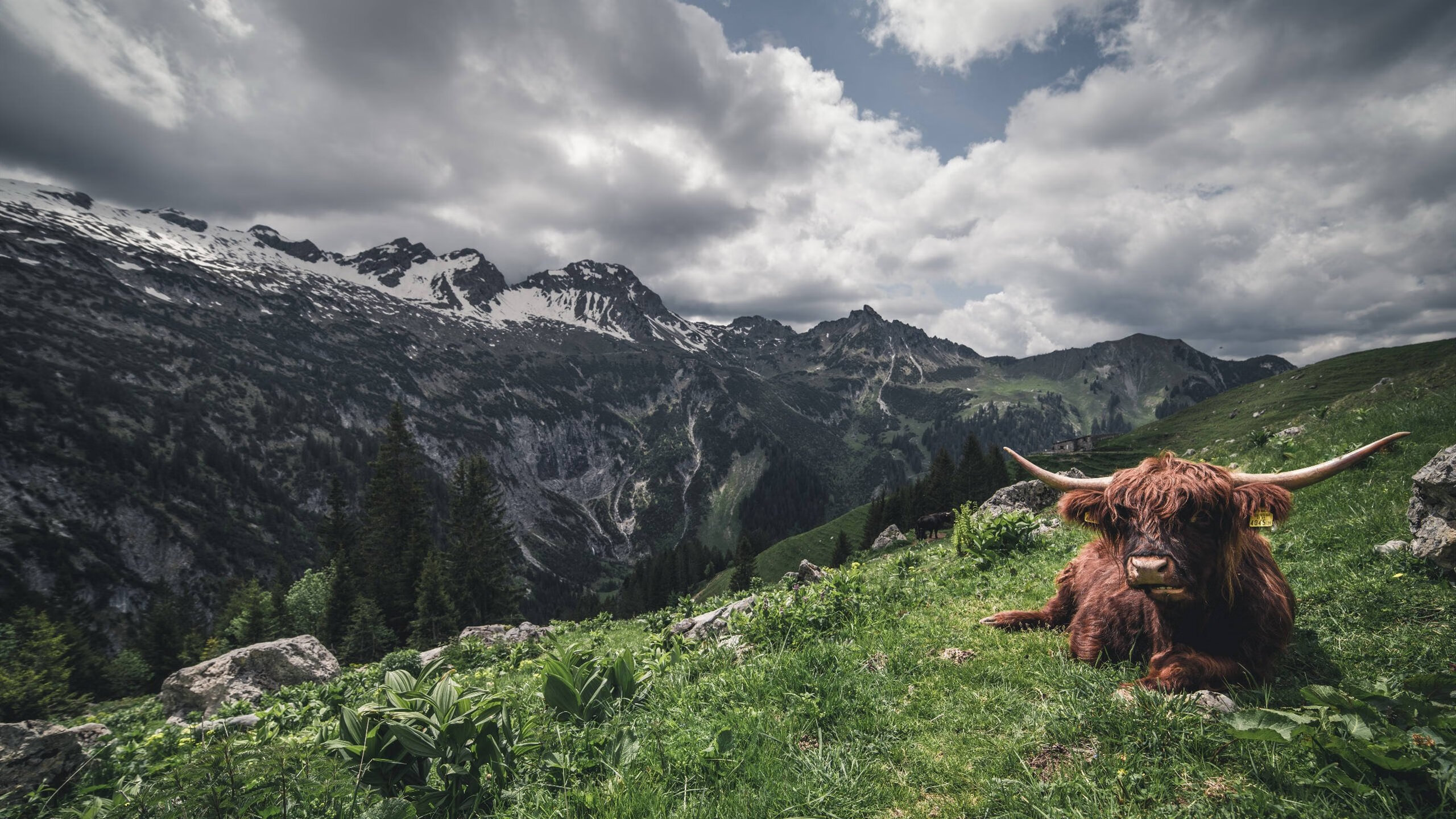 男子100自速度起伏曲线揭秘，100米自由下落需要几秒
