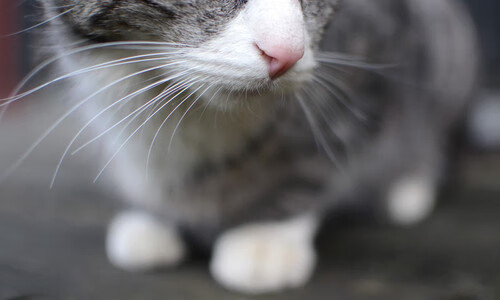 青训系统互联互通跨区域人才流动更顺畅