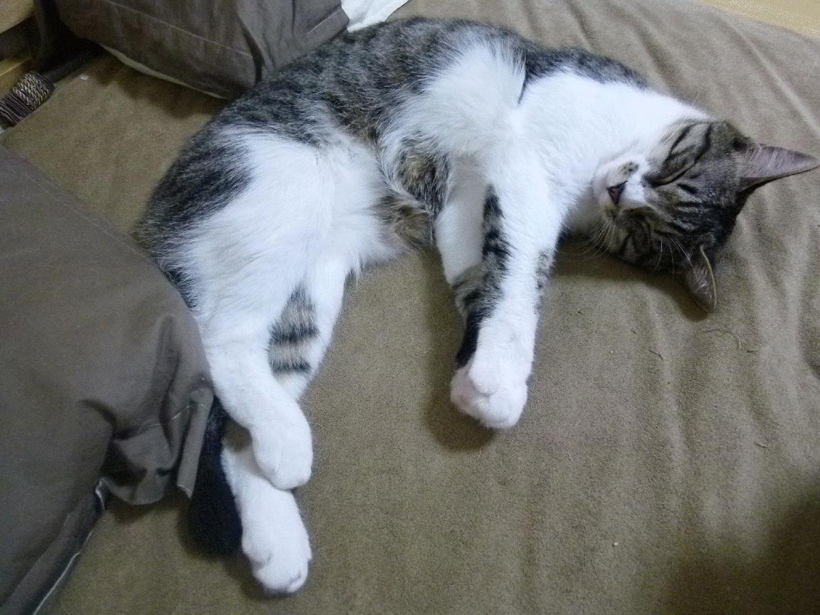 “亚戈·卡尔曼:阿根廷橄榄球的全能才俊,未来成就不凡”