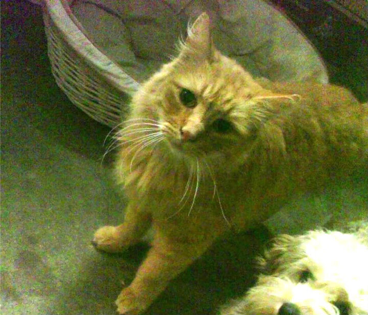 开云网站-中国足球改革仍需平衡商业投入与青训基础建设，中国足球如何改革