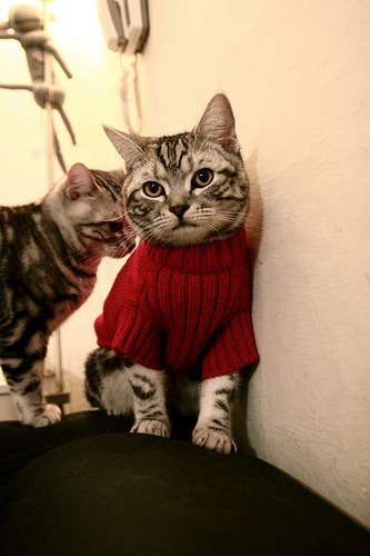 开云官网APP下载-中超球队扩大视频分析团队深化对手战术研究，2021中超队伍