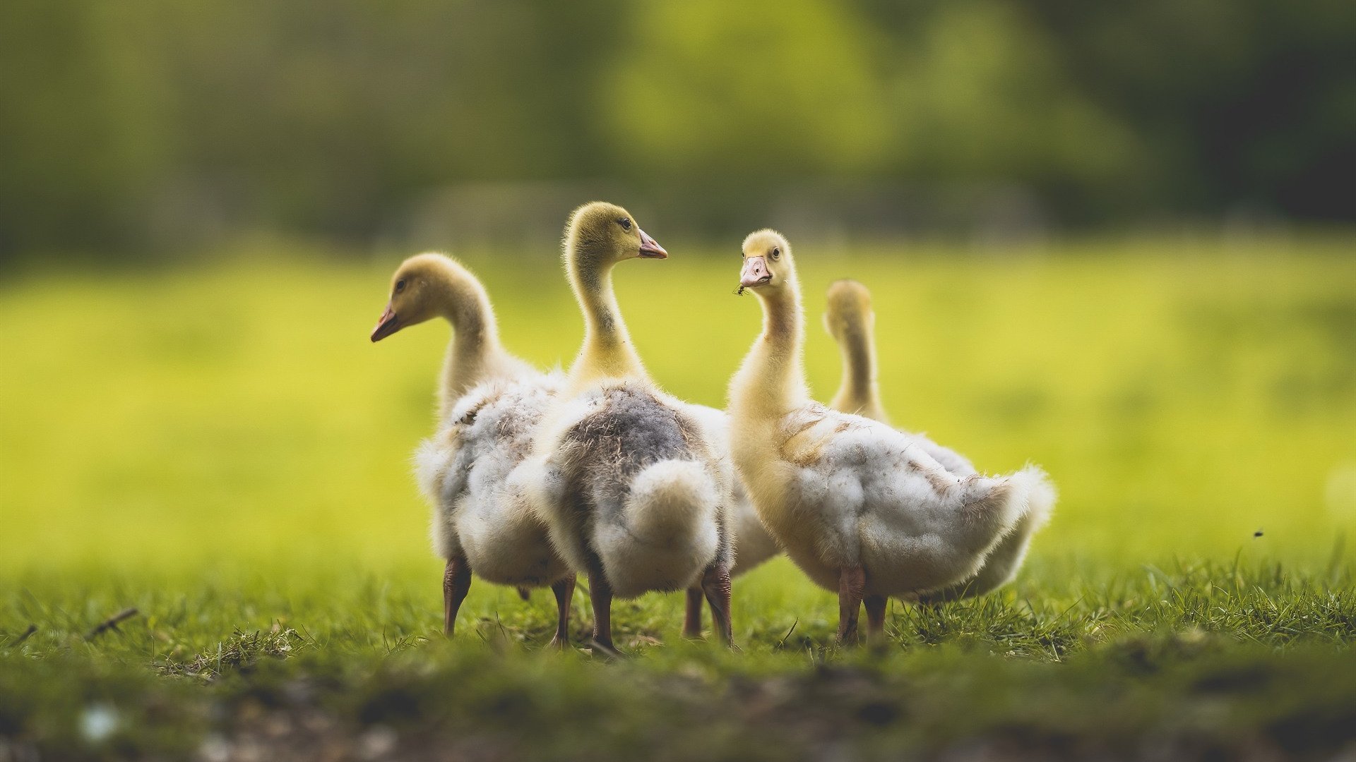 开云官网在线-利比亚男篮在非洲预赛中奋战，期待出色表现