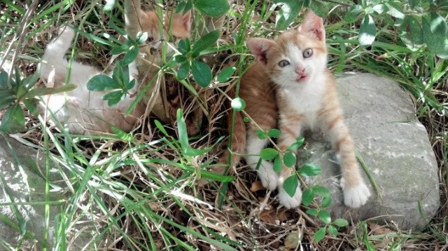 哪支橄榄球队拥有最多关注度？，橄榄球队人数最多